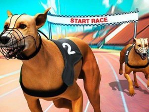 Crazy Dog Racing Fever Online Game