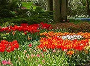 Botanical Letter Hunt